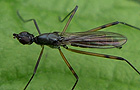 Micropeza corrigiolata