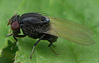 Minettia longipennis