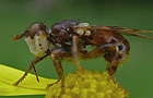 Myopa buccata