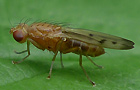 Gelbe Getreidefliege