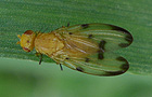 Palloptera quinquemaculata