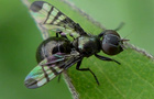 Muscomorpha