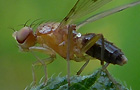 Geomyza spec.