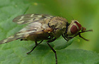 Schmuckfliege
