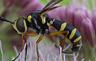 Conops scutellatus