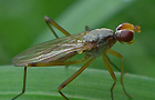 Calobata petronella