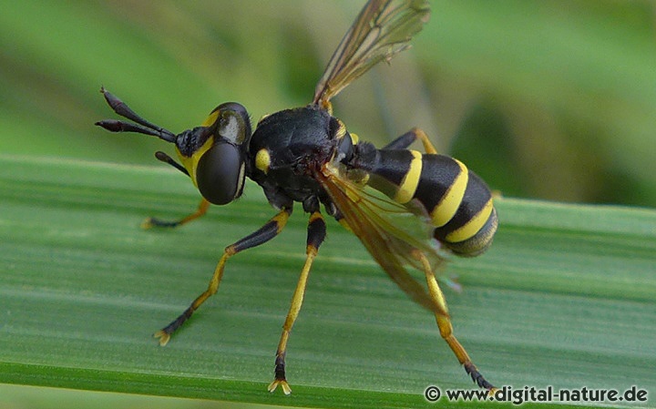 Dunkle Wespendickkopffliege Conops flavipes