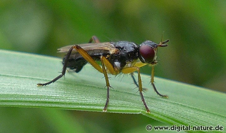 Dungfliege Phrosia albilabris Verbreitung