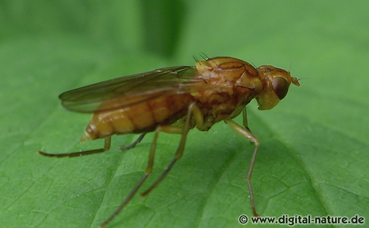 Nacktfliege Psila merdaria