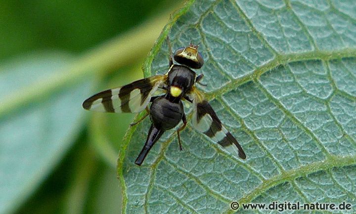 Urophora quadrifasciata