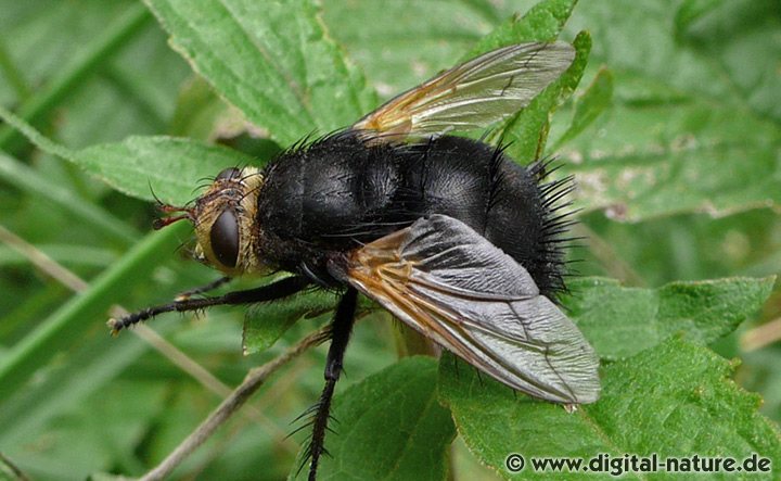 Große Raupenfliege Tachina grossa