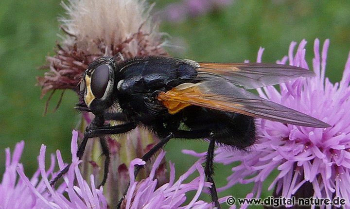 Rinderfliege Mesembrina meridiana