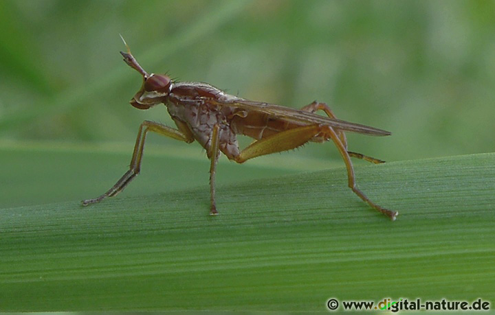 Sepedon spinipes findet man im Sumpf-Biotop oder auf Feuchtwiesen