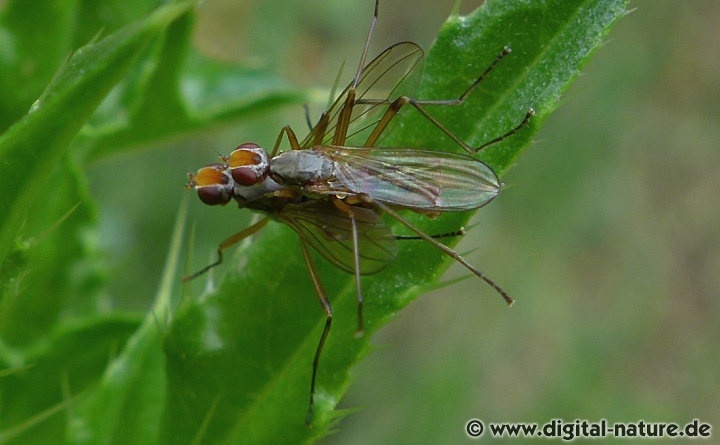 Die Larven der Stelzenfliegen leben von organischem Material