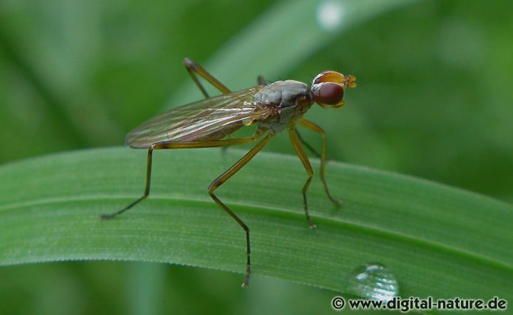 Calobata petronella findet man von April bis Juli an Waldrändern