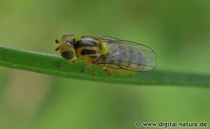 Thaumatomyia notata findet man auf Lichtungen oder im Wiesen-Biotop