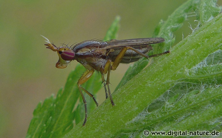 Limnia unguicornis findet man auf Feuchtwiesen oder im Hecken-Biotop
