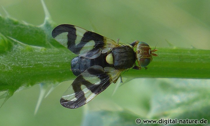 Urophora cardui Männchen