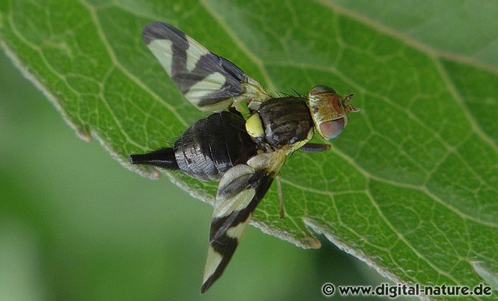 Distelbohrfliege Weibchen