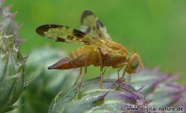 Xyphosia miliaria Weibchen