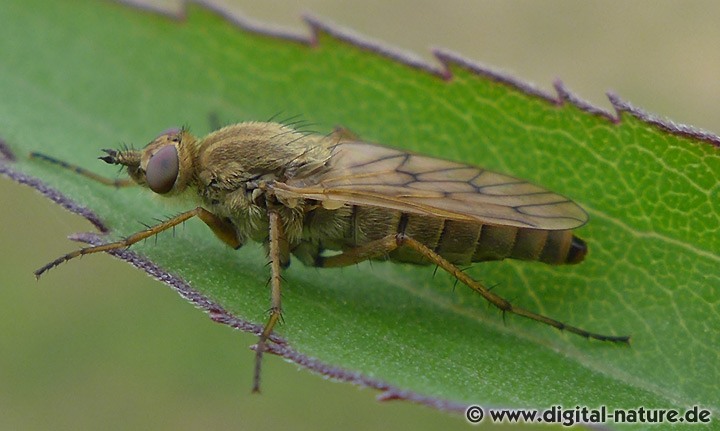 Stilettfliege Dialineura analis