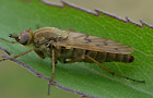 Dialineura analis