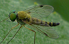 Chrysopilus asiliformis