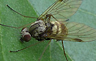 Kronen-Schnepfenfliege