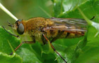 Thereva fulva
