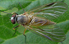 Rhagio lineola
