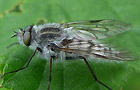 Thereva microcephala