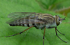 Thereva plebeja
