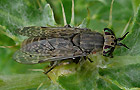 Regenbremse