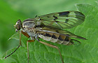 Gemeine Schnepfenfliege