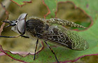 Haematopota cf. subcylindrica