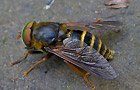 Hybomitra tarandina
