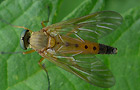 Goldgelbe Schnepfenfliege