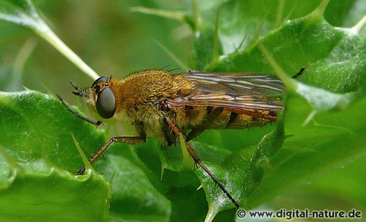 Stilettfliege Thereva fulva