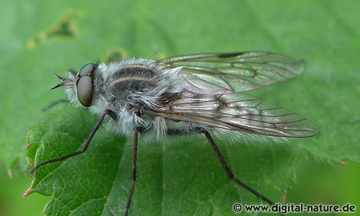 Thereva cf. microcephala