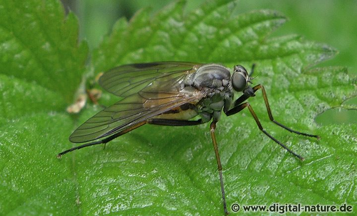 Schnepfenfliege Rhagio notatus