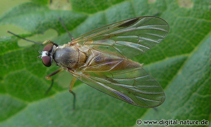Schnepfenfliege Rhagio lineola