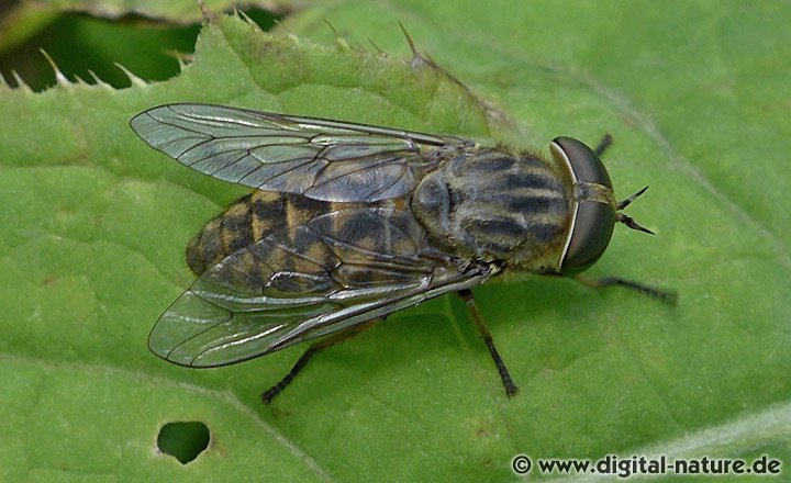 Gemeine Viehbremse Tabanus bromius