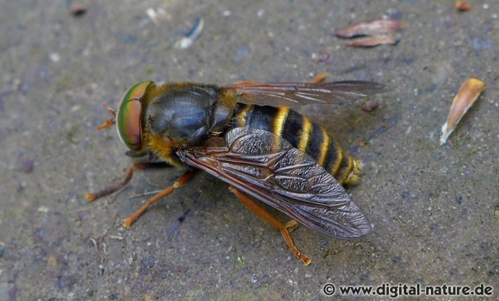 Bremse Hybomitra tarandina
