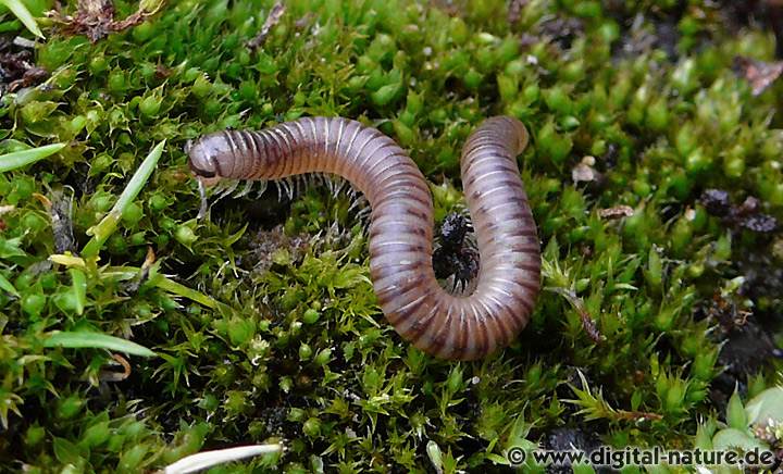 Cylindroiulus punctatus Merkmale