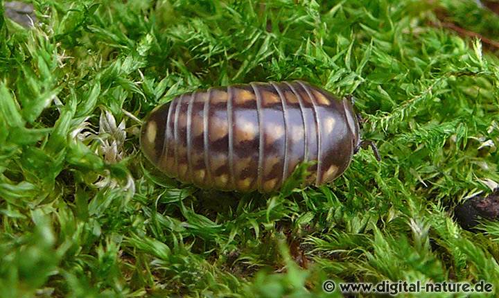 Schrägstreifiger Saftkugler Glomeris hexasticha