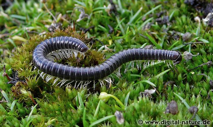 Tachypodoiulus niger bevorzugt kalkhaltige Böden
