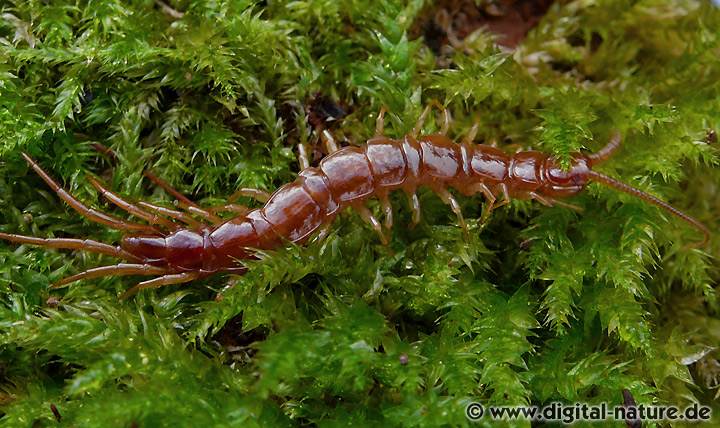 Hundertfüßer Lithobius forficatus Merkmale