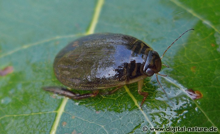 Der 15mm große Schwimmkäfer Acilius canaliculatus