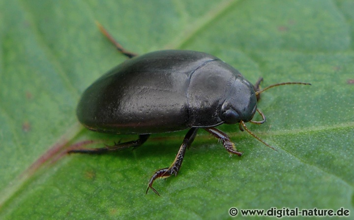 Agabus bipustulatus