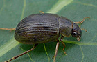 Berosus